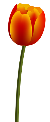 тюльпаны, вектор